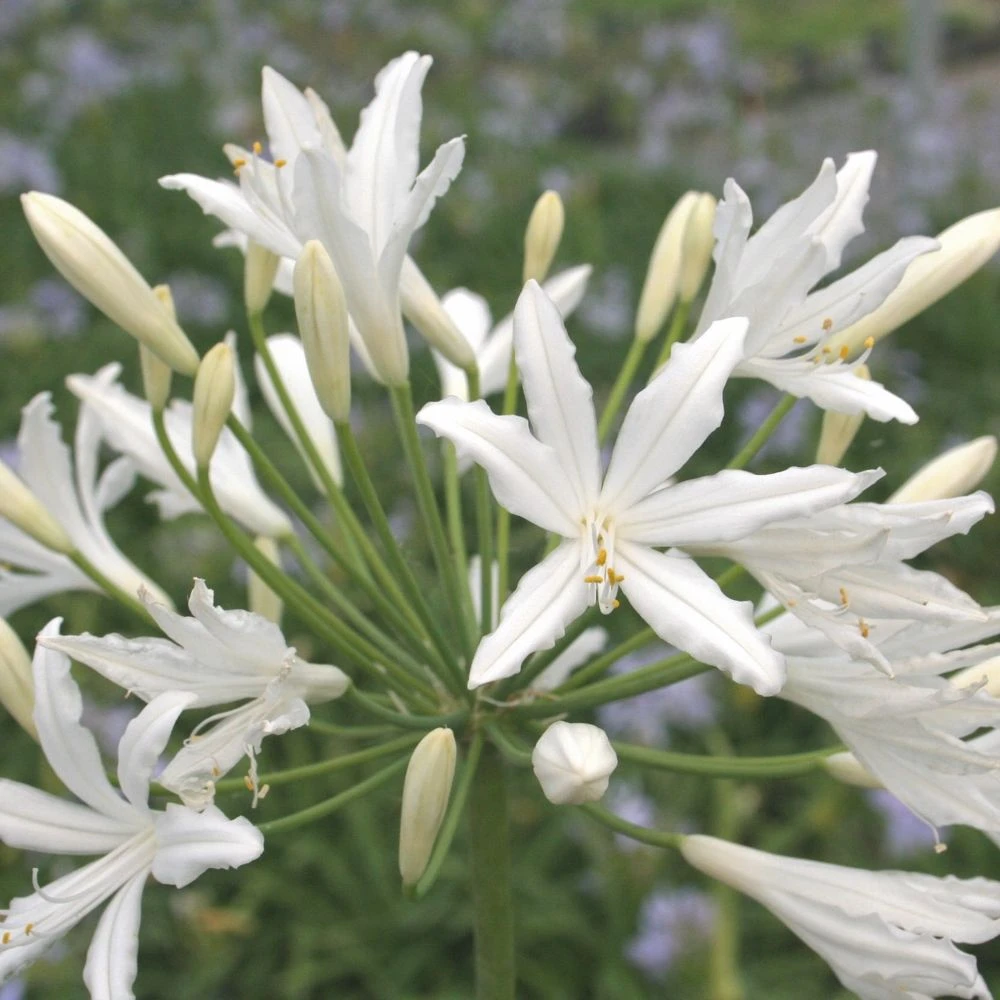Agapanthe Vallée De La Sarthe 3 Agapanthe Vallée De La Sarthe