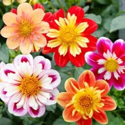 Dahlia à Collerette En Mélange