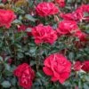 Rosier ROSE DU CICR ® Meizilena 1 Rosier ROSE DU CICR ® Meizilena -Meilland Richardier Soldes 5479 09 01 zelina 19 00006 t1000