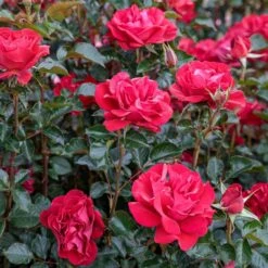 Rosier ROSE DU CICR ® Meizilena