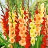 Glaïeuls Assortiment Tons Chauds 2 Glaïeuls Assortiment Tons Chauds -Meilland Richardier Soldes 5709 glaieuls assortiment tons chauds vision n1923615
