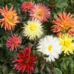 Collection De 8 Dahlias Nains Cactus