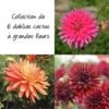 Collection 6 Dahlias Cactus à Grandes Fleurs -Meilland Richardier Soldes 5908 collection 7 dahlias grandes fleurs 2