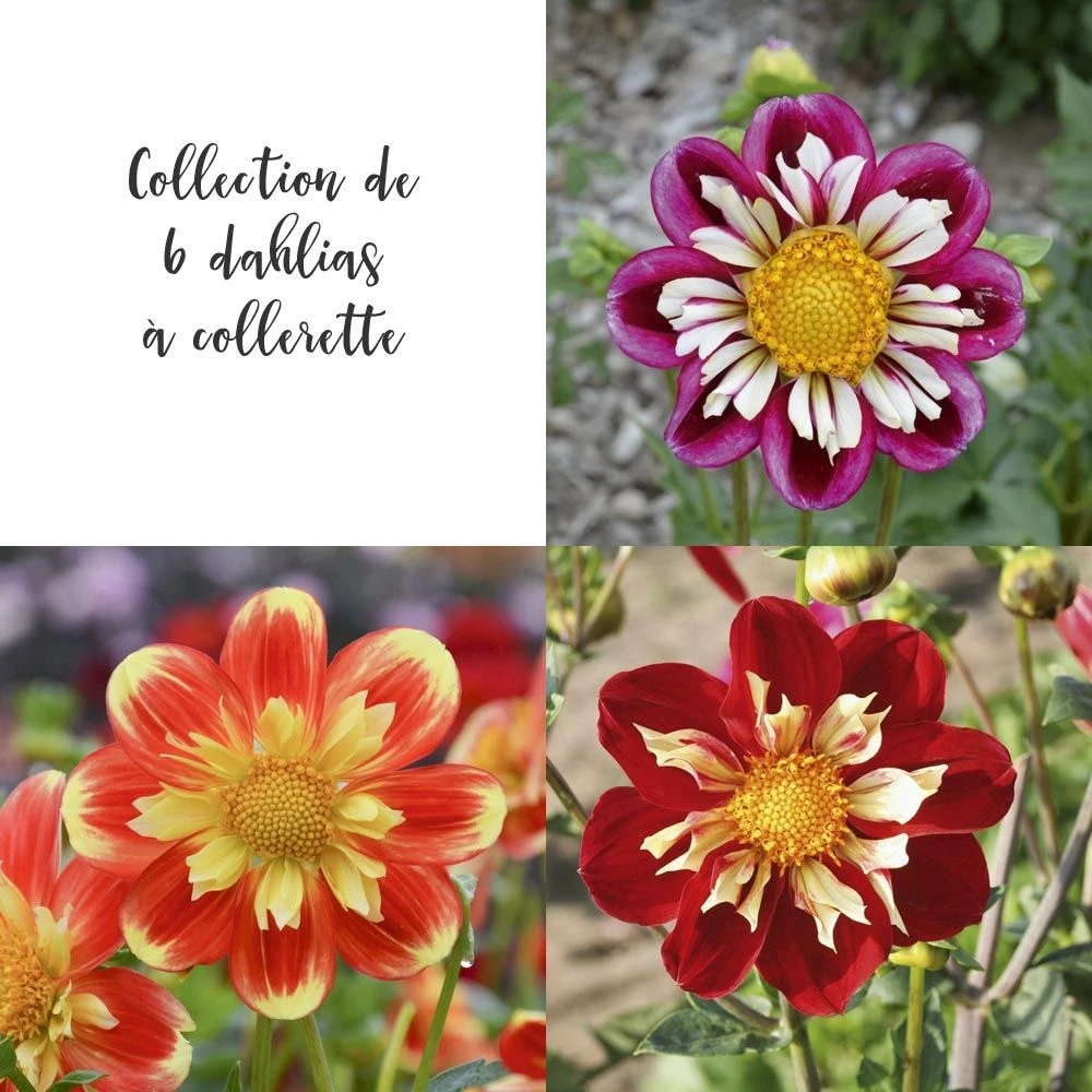 Collection De 6 Dahlias à Collerette 3 Collection De 6 Dahlias à Collerette