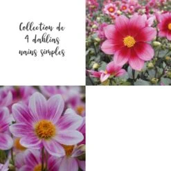 Collection De 4 Dahlias Nains Simples