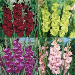 Collection De 40 Glaïeuls