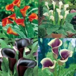 Collection De 6 Arums