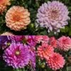 Collection De Dahlias Nains Doubles Assortis 2 Collection De Dahlias Nains Doubles Assortis -Meilland Richardier Soldes 5930 collection 8 dahlias nains doubles pe23