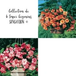 Collection De 6 Super Bégonias SENSATION ®