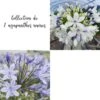 Collection De 2 Agapanthes Naines 2 Collection De 2 Agapanthes Naines -Meilland Richardier Soldes 5943 2 agapanthes naines 1 1