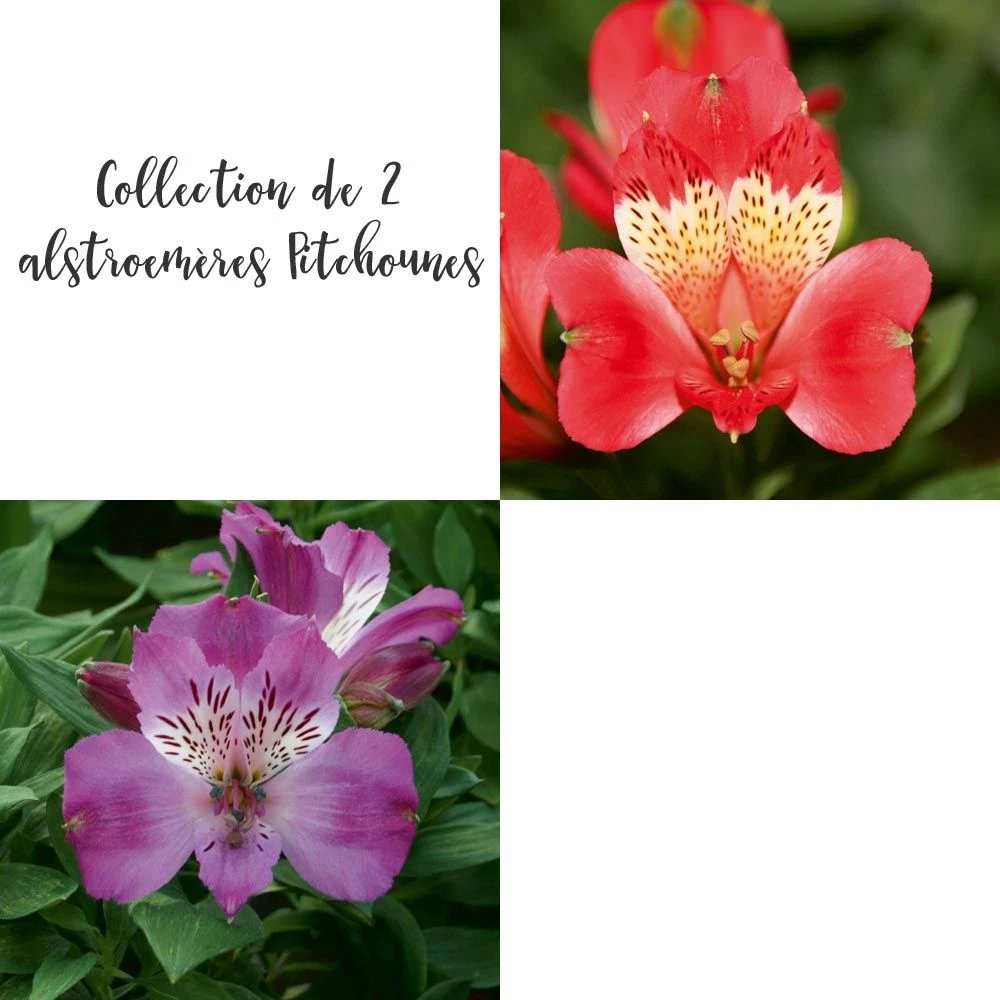 Collection De 2 Alstroemères Ou Lis Des Incas Pitchounes 3 Collection De 2 Alstroemères Ou Lis Des Incas Pitchounes