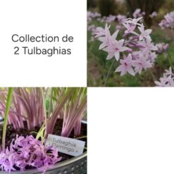 Collection De 2 Tulbaghias Assortis