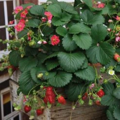 Fraisier Remontant Ruby Ann