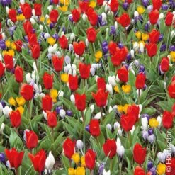 50 Bulbes Ambiance Crocus Et Tulipes