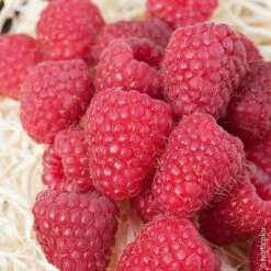 Framboisier MARASTAR Âź Cov MA 2920 (remontant)