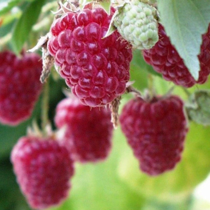 Framboisier Sumo 2 (remontant) 3 Framboisier Sumo 2 (remontant)