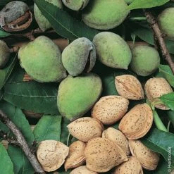 Amandier ALL IN ONE Âź