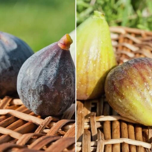 Collection De 2 Figuiers 7 Collection De 2 Figuiers -Meilland Richardier Soldes 6927 collection de 2 figuiers 1000