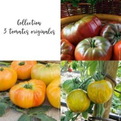 Collection De 3 Tomates Originales En Plants