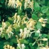 Chèvrefeuille Du Japon Ou Lonicera Japonica 'Halliana' -Meilland Richardier Soldes 8017 ch vrefeuille japonica halliana taille1000 ho 1