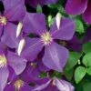Clématite Ou Clematis X 'Jackmanii' -Meilland Richardier Soldes 8020 clematite jackmanii hd sdu080379 horticolor t1000