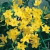 Jasmin D'hiver Ou Jasminum Nudiflorum -Meilland Richardier Soldes 8033 jasmin d hiver taille1000 ho