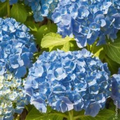 Hortensia Ou Hydrangea Macrophylla 'Bodensee'