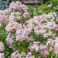 Meilland Richardier Soldes 11 Oranger Du Mexique, Choisya Ternata 'Apple Blossom'