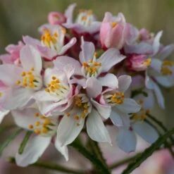 Meilland Richardier Soldes -Meilland Richardier Soldes 8042a choisya ternata apple blossom re t1000