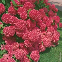 Hortensia Ou Hydrangea Macrophylla 'Sybilla'