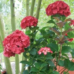 Hortensia Ou Hydrangea Macrophylla Julisa Cov