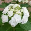 Hortensia Ou Hydrangea Macrophylla Wedding Gown Cov 2 Hortensia Ou Hydrangea Macrophylla Wedding Gown Cov -Meilland Richardier Soldes 8061 hortensia macrophylla wedding gown cov taille1000 ho