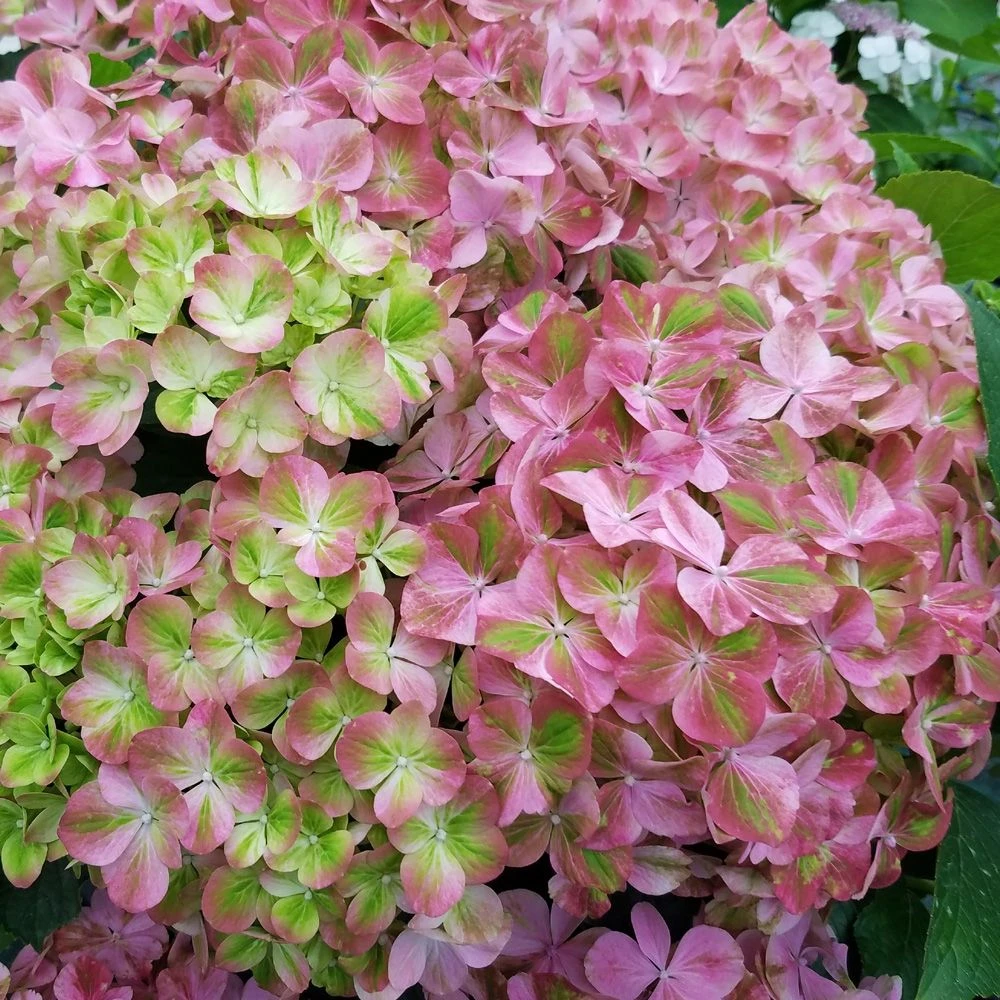 Hortensia Ou Hydrangea Macrophylla ‘Valvert’ Cov 7 Hortensia Ou Hydrangea Macrophylla ‘Valvert’ Cov – Image 5