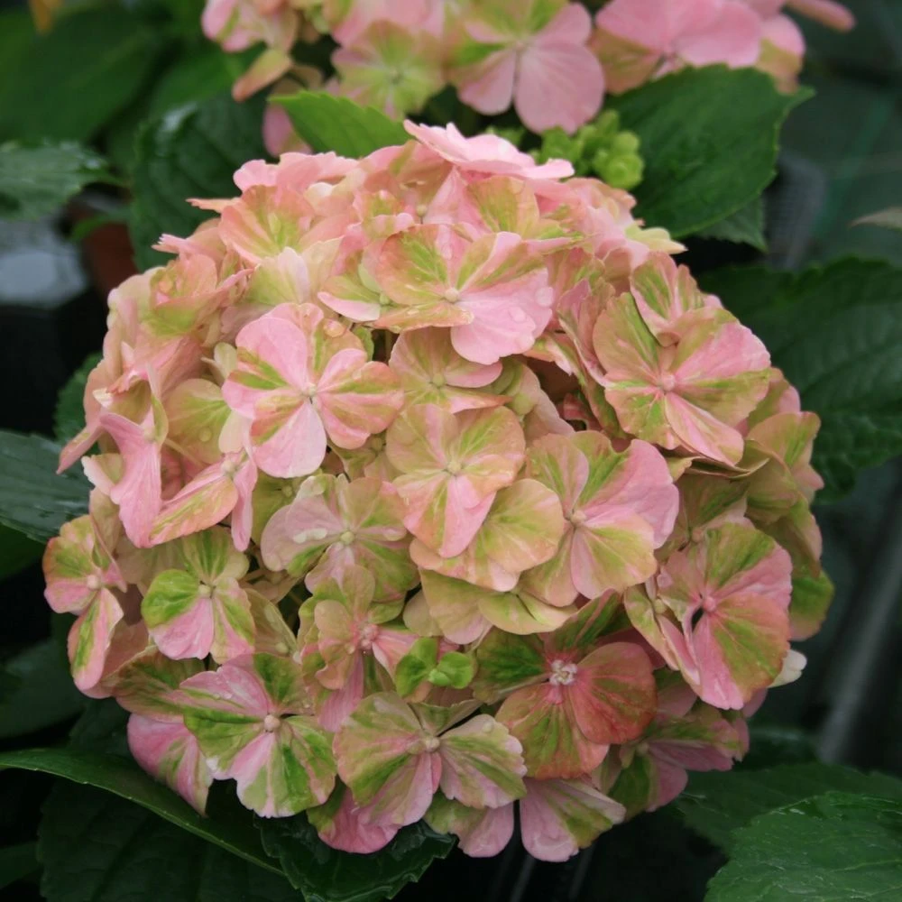Hortensia Ou Hydrangea Macrophylla ‘Valvert’ Cov 5 Hortensia Ou Hydrangea Macrophylla ‘Valvert’ Cov – Image 3
