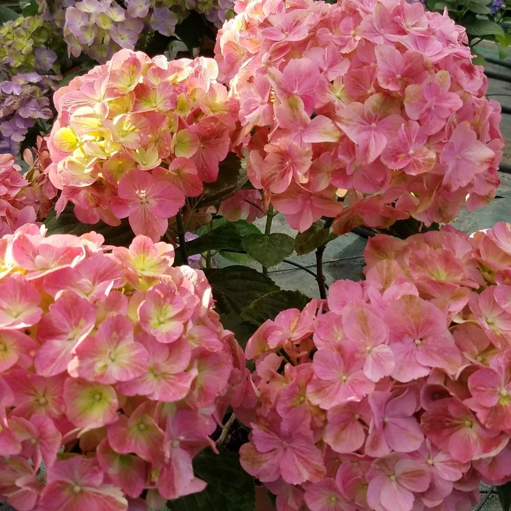 Hortensia Ou Hydrangea Macrophylla ‘Valvert’ Cov 4 Hortensia Ou Hydrangea Macrophylla ‘Valvert’ Cov – Image 2