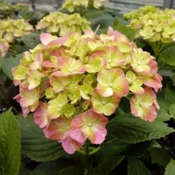Hortensia Ou Hydrangea Macrophylla ‘Valvert’ Cov 10 Hortensia Ou Hydrangea Macrophylla ‘Valvert’ Cov -Meilland Richardier Soldes 8066e hortensia macrophylla valvert boos t1000