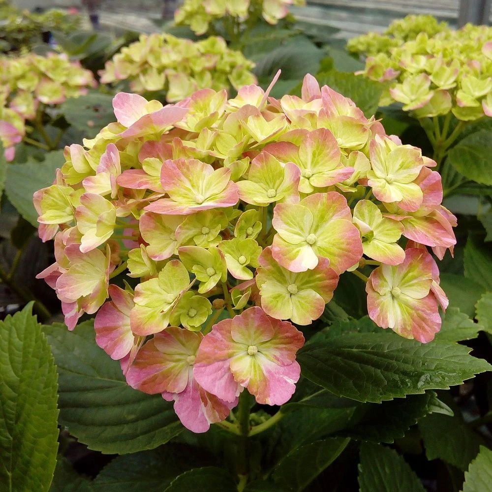Hortensia Ou Hydrangea Macrophylla ‘Valvert’ Cov 6 Hortensia Ou Hydrangea Macrophylla ‘Valvert’ Cov – Image 4