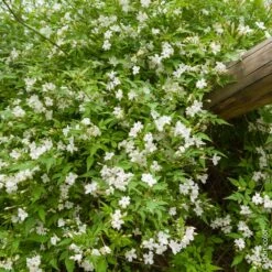 Jasmin Officinal, Jasmin Blanc, Vrai Jasmin Ou Jasminum Officinale