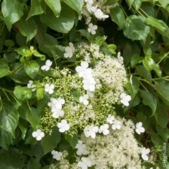 Hortensia Grimpant Ou Hydrangea Petiolaris 13 Hortensia Grimpant Ou Hydrangea Petiolaris -Meilland Richardier Soldes 8090 hortensia grimpant hi