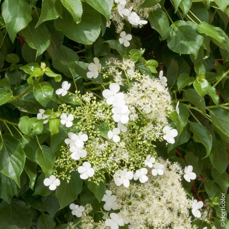 Hortensia Grimpant Ou Hydrangea Petiolaris 4 Hortensia Grimpant Ou Hydrangea Petiolaris â Image 2