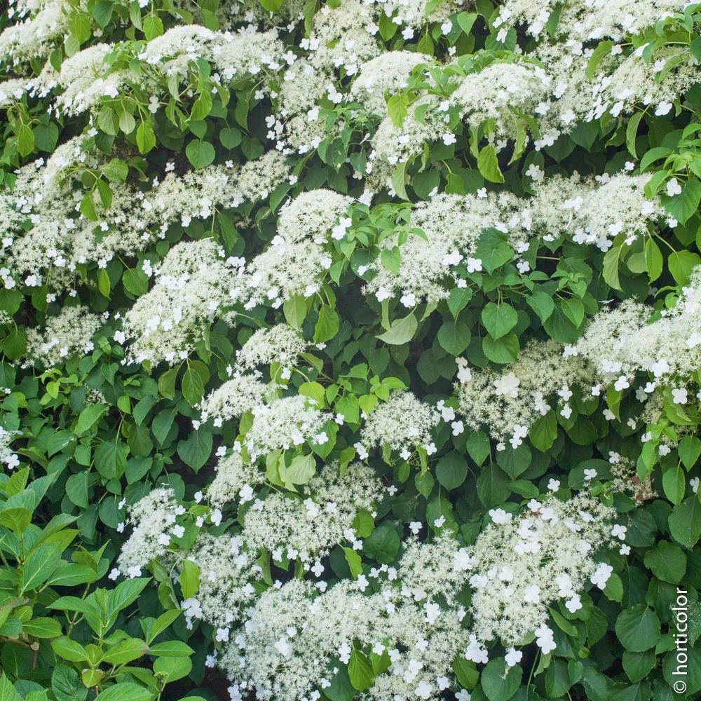 Hortensia Grimpant Ou Hydrangea Petiolaris 8 Hortensia Grimpant Ou Hydrangea Petiolaris â Image 6