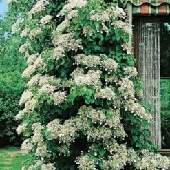 Hortensia Grimpant Ou Hydrangea Petiolaris 12 Hortensia Grimpant Ou Hydrangea Petiolaris -Meilland Richardier Soldes 8090a hortensia grimpant t1000