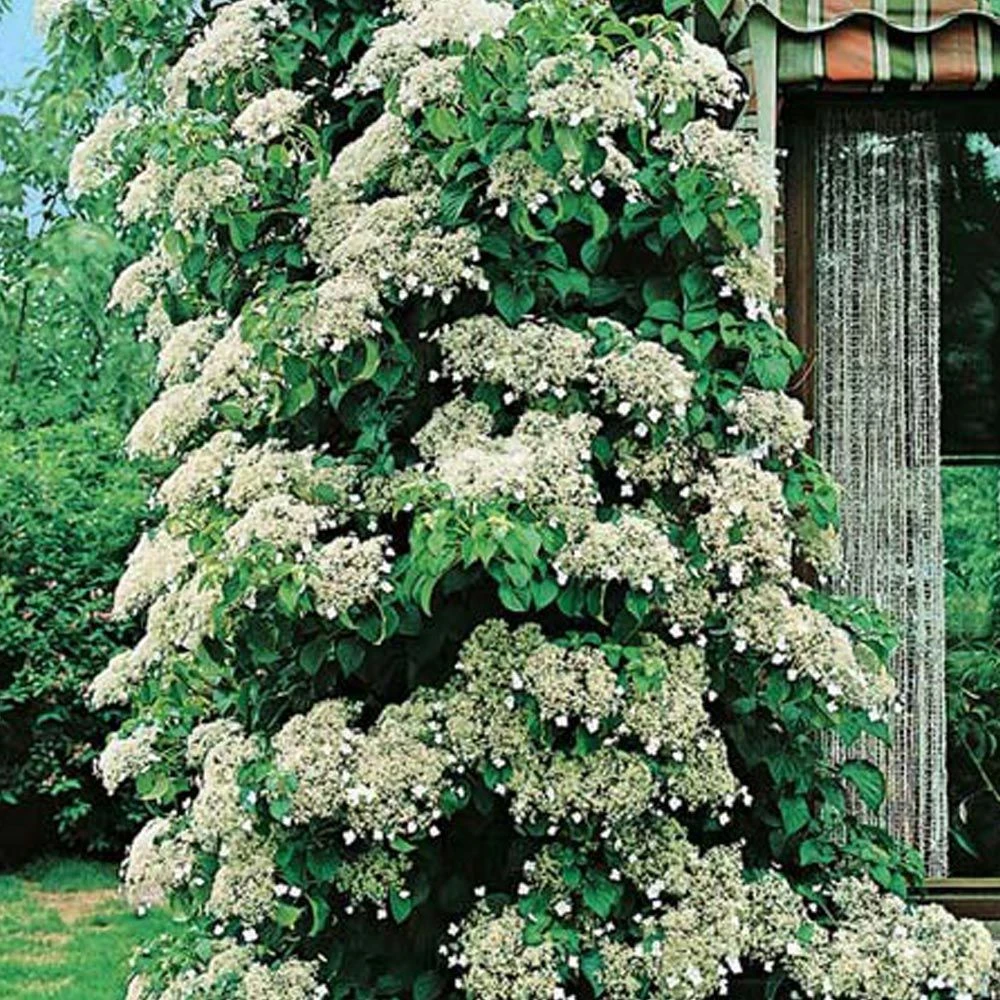 Hortensia Grimpant Ou Hydrangea Petiolaris 6 Hortensia Grimpant Ou Hydrangea Petiolaris â Image 4