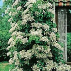 Hortensia Grimpant Ou Hydrangea Petiolaris 11 Hortensia Grimpant Ou Hydrangea Petiolaris -Meilland Richardier Soldes 8090a hortensia grimpant t1000 1