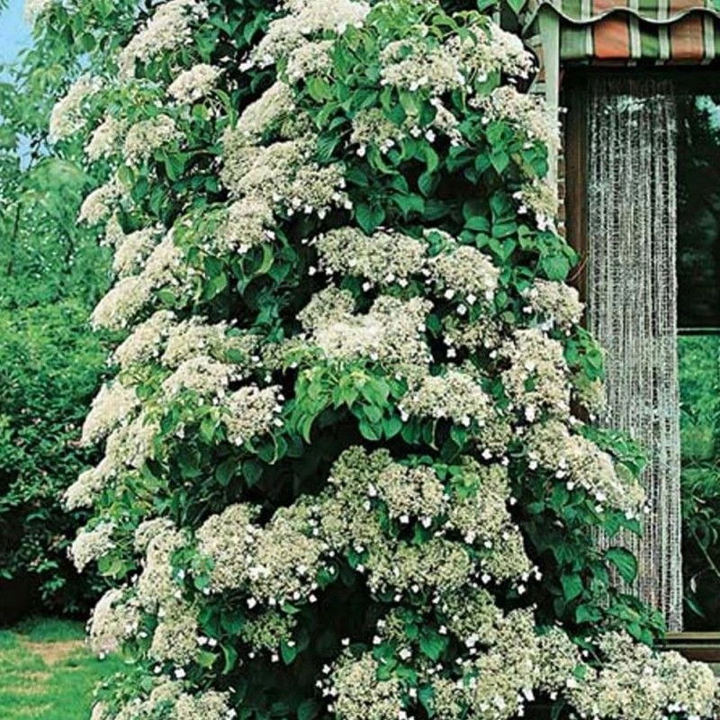 Hortensia Grimpant Ou Hydrangea Petiolaris 5 Hortensia Grimpant Ou Hydrangea Petiolaris â Image 3