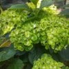 Hortensia Ou Hydrangea Macrophylla Green EVER BELLES ® Hortmagreclo -Meilland Richardier Soldes 8100hydrangea mac green ever belles sapho chez abjp 20200717 152451 1000