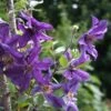 Clématite Arbustive SAPHYRA ® Violetta 2 Clématite Arbustive SAPHYRA ® Violetta -Meilland Richardier Soldes 8175 clematis saphyra violetta cleminov32 copyright saphot1000