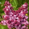 Lilas Commun Prince Wolkonsky -Meilland Richardier Soldes 8176 lilas prince wolkonsky hd pm141958 horticolor t1000