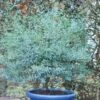 Eucalyptus FRANCE BLEU ® Rengun -Meilland Richardier Soldes 8308 8519 eucalyptus france bleu rengun sapho 0101