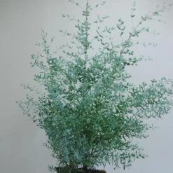 Eucalyptus FRANCE BLEU ® Rengun 6 Eucalyptus FRANCE BLEU ® Rengun -Meilland Richardier Soldes 8308 8519a eucalyptus france bleu rengun t1000